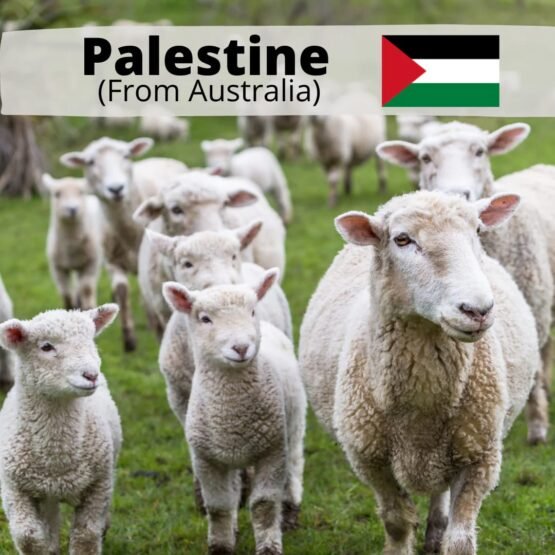 Palestine Lamb (All meat to Palestine)