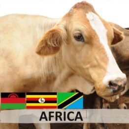 Africa COW (1/7 part)