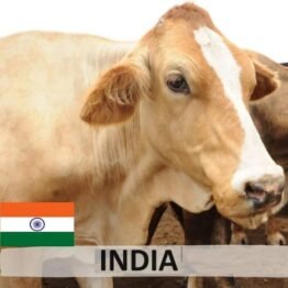 India Cow (1/7 portion)