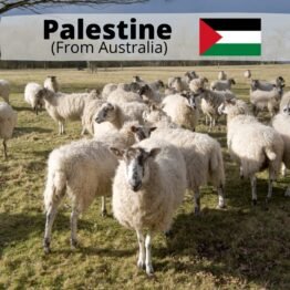 Palestine SHEEP (All meat to Palestine)