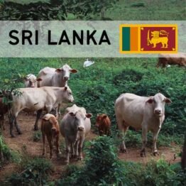 Sri Lanka - Cow (1/7)