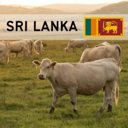 Sri Lanka - Cow (Whole)