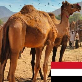 Yemen Camel (1/7 part)